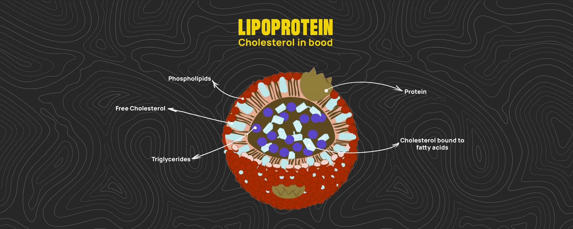 What is LP(a)?