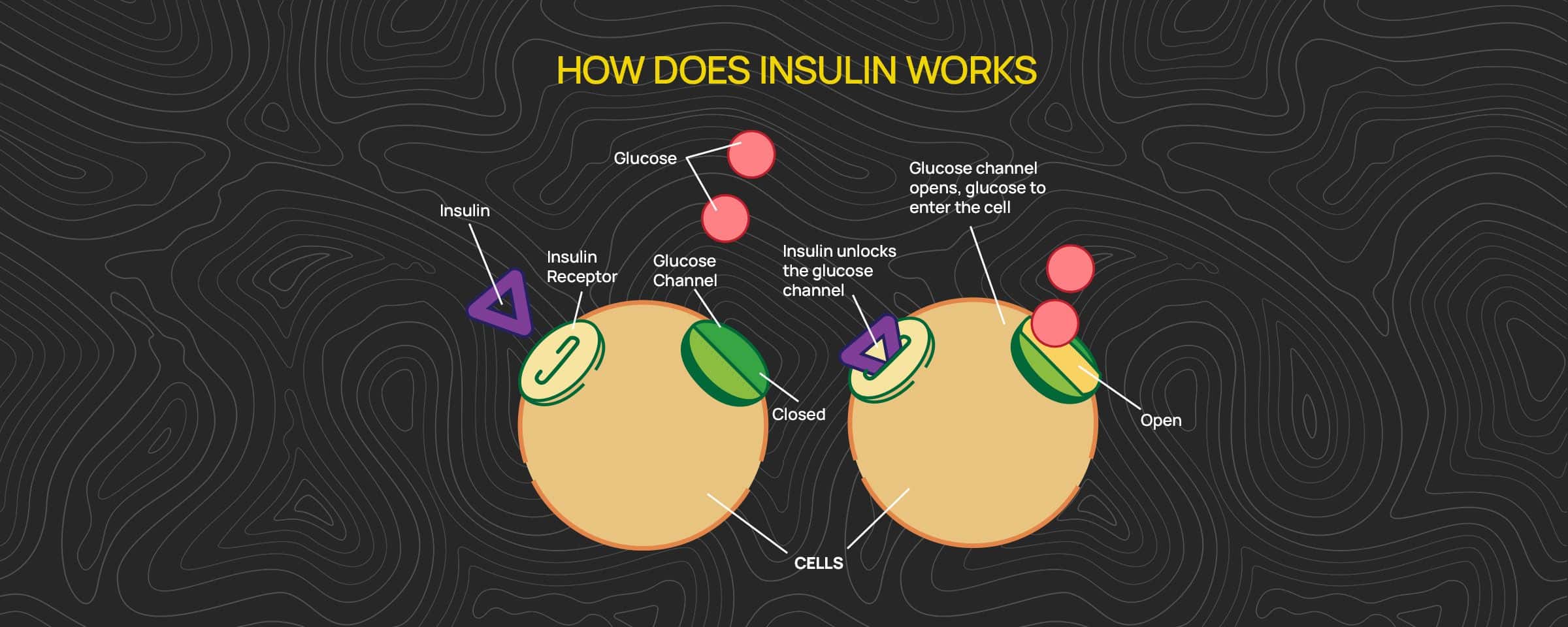 Understanding Lifestyle Diseases