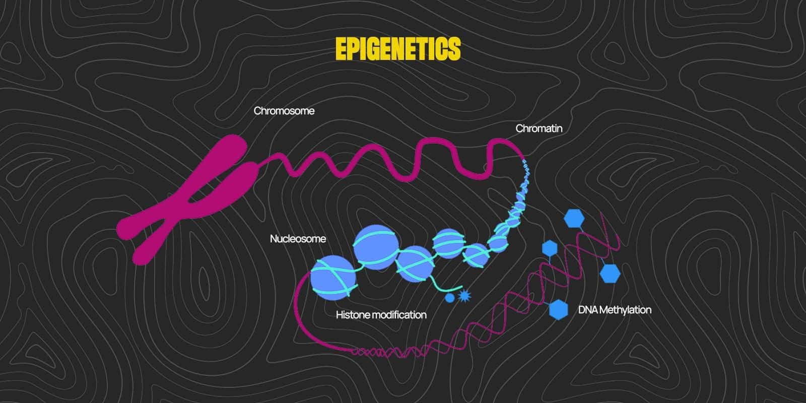 Epigenetics