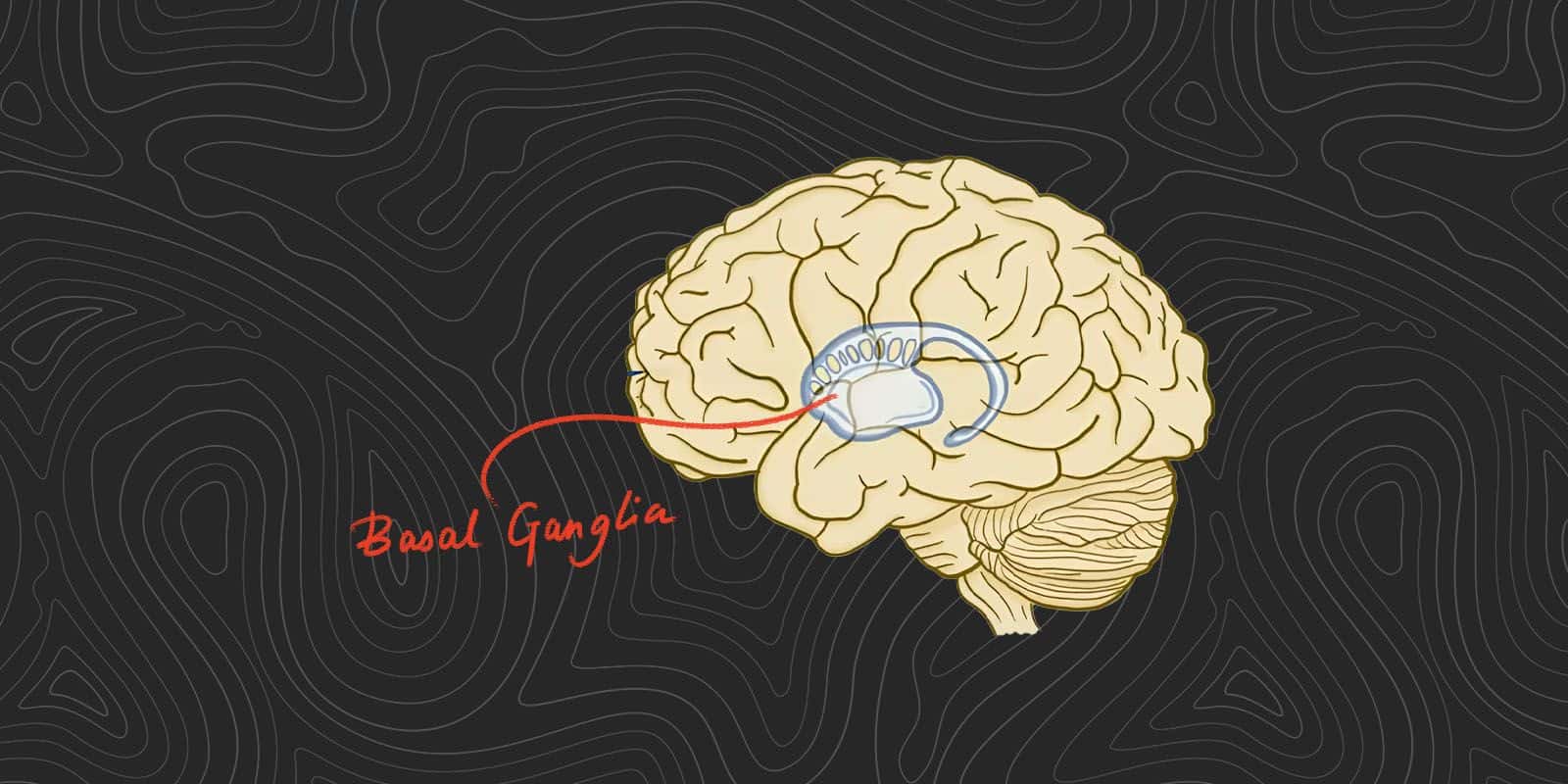 Understanding Habit Formation
