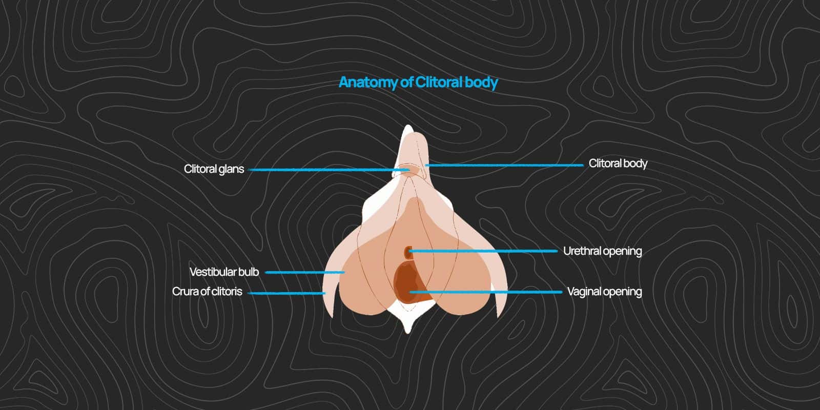5. Clitoris 