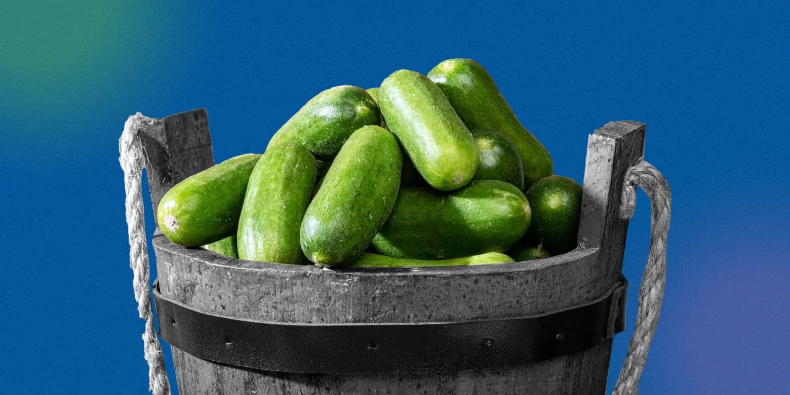 Cucumber - Cool as Ever