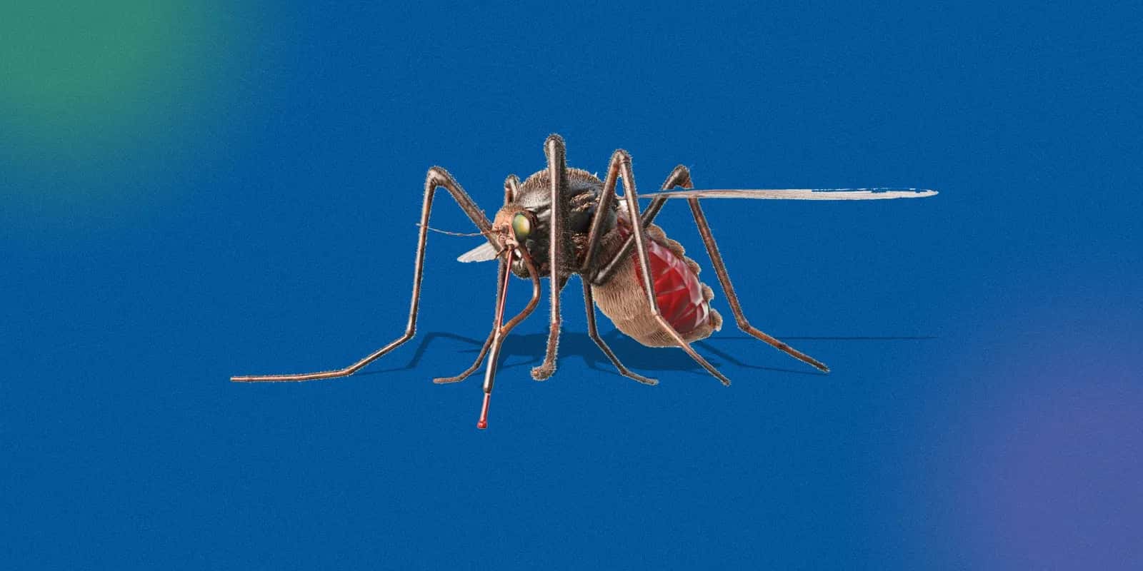 History of Malaria Around the World
