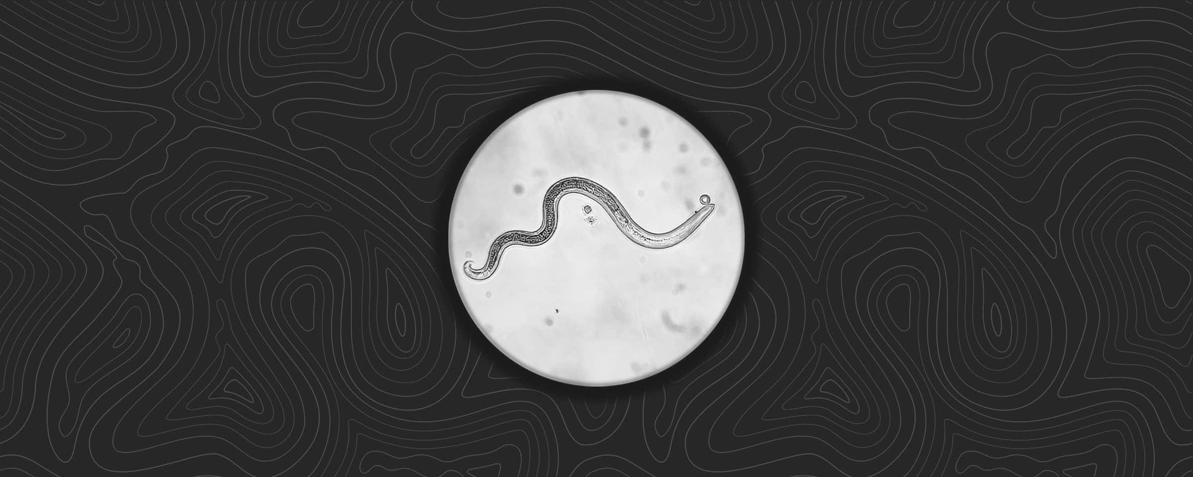 Causes of Airborne Diseases