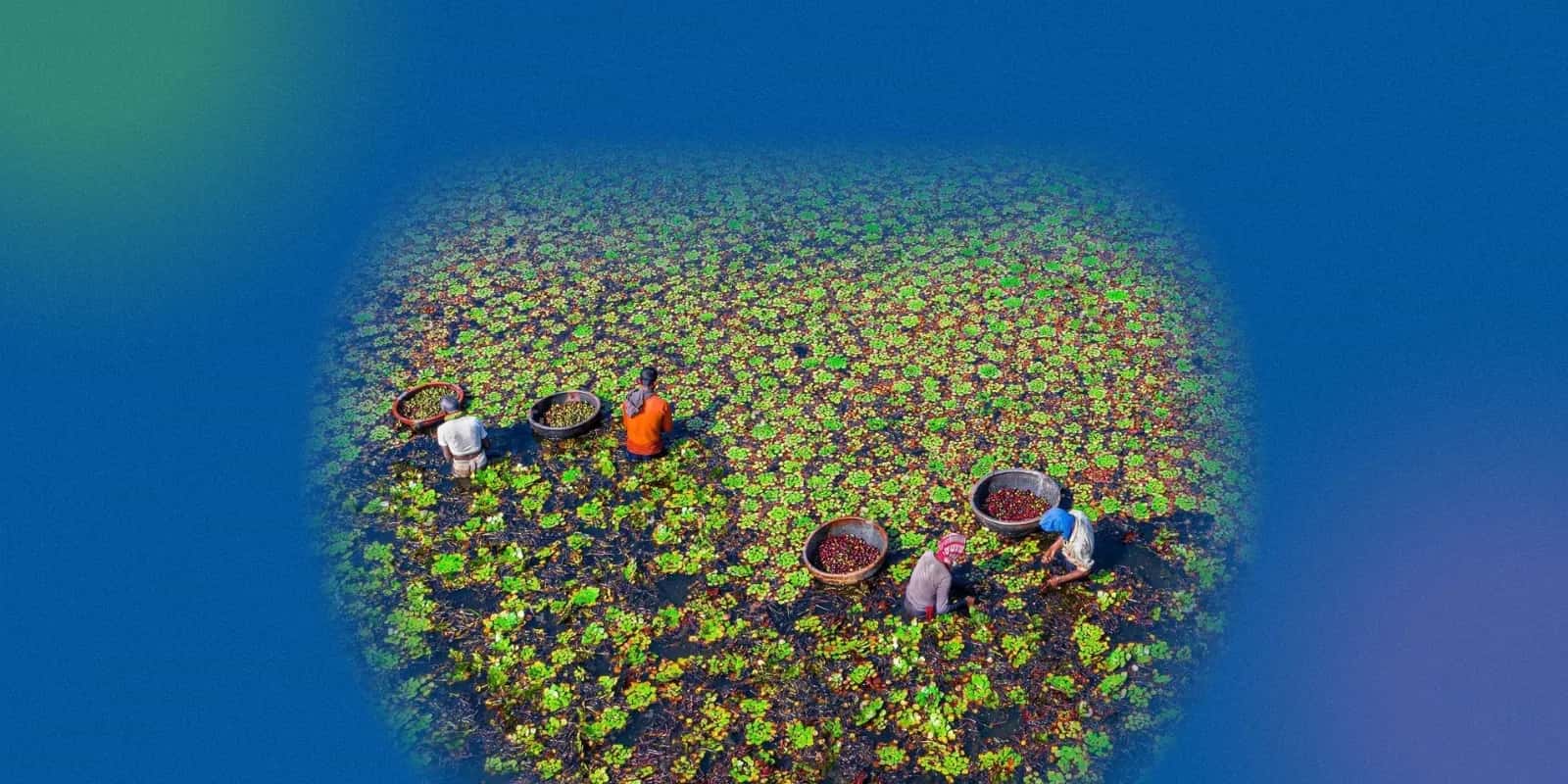 Singhara Fruit Benefits Begin with Its Water-Rich Origin