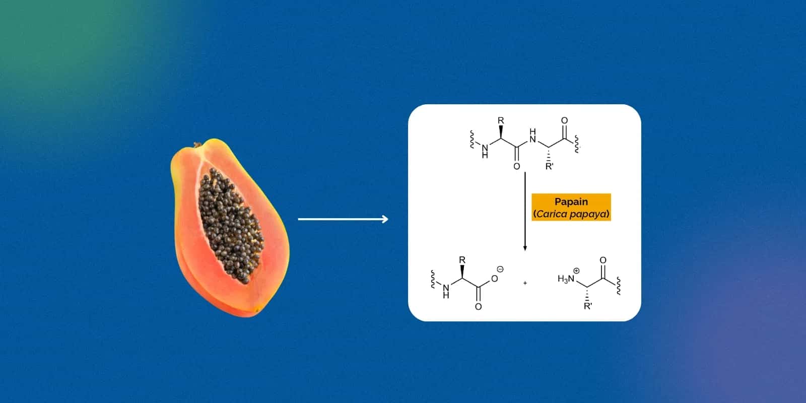 What is Papaya? Understanding the Fruit, Seeds, and Images