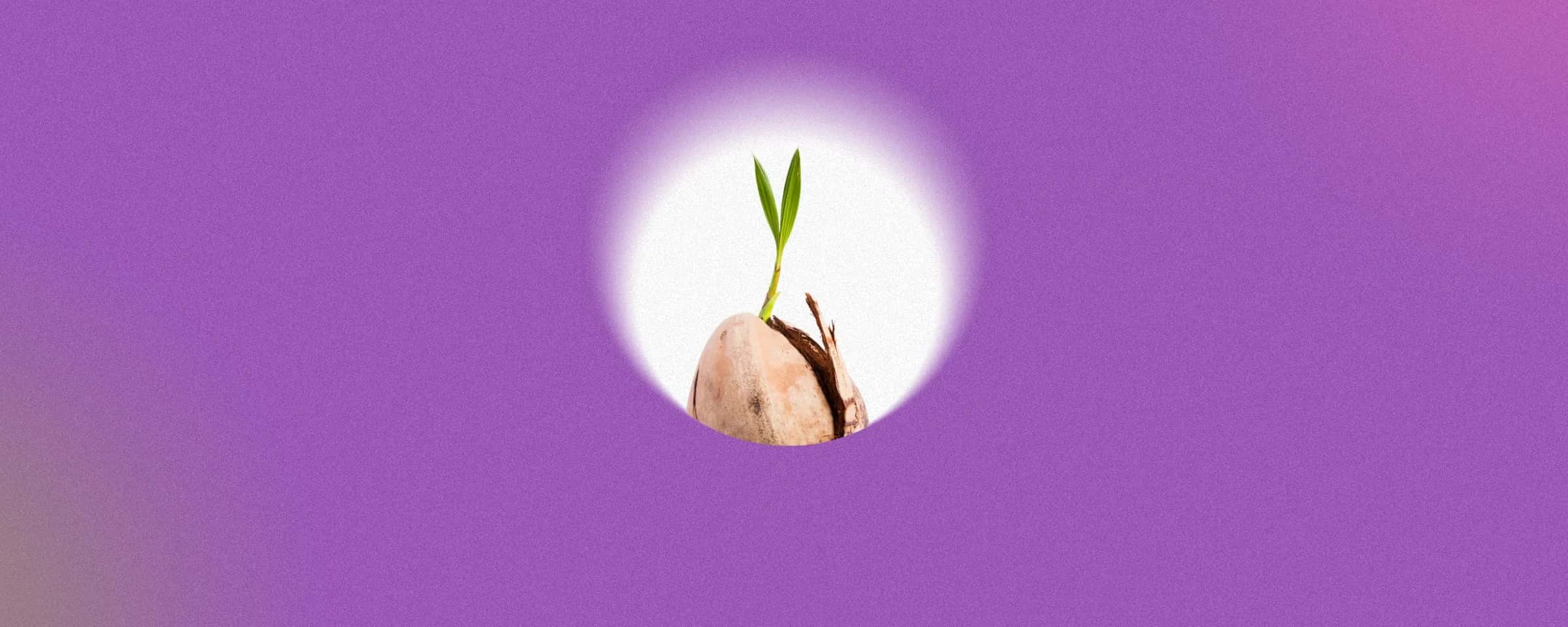 Benefits of Coconut Sprouts: Nutrition in a Nutshell