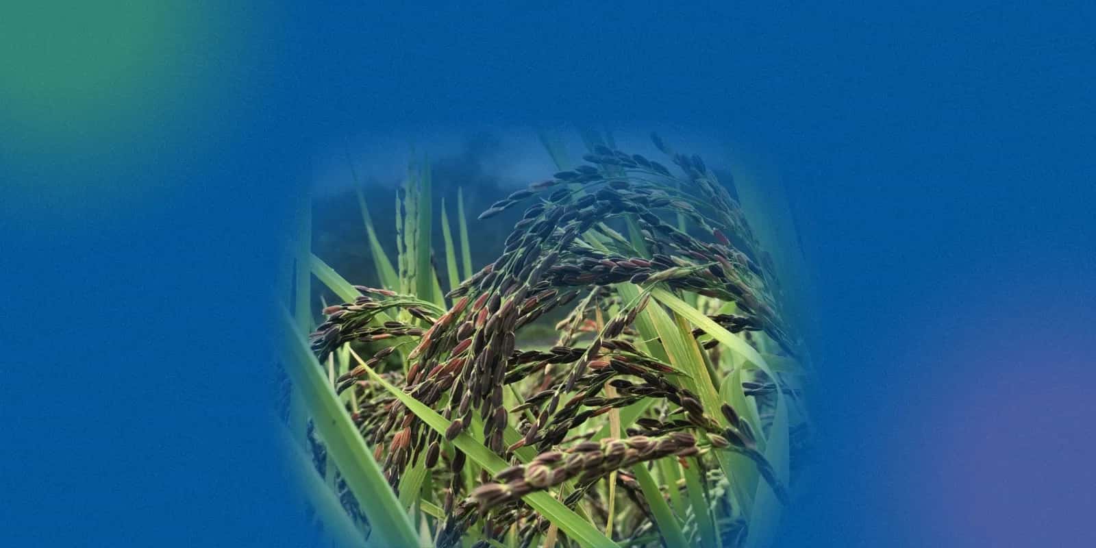 Why Black Rice May Be the Unsung Hero for Blood Sugar Control