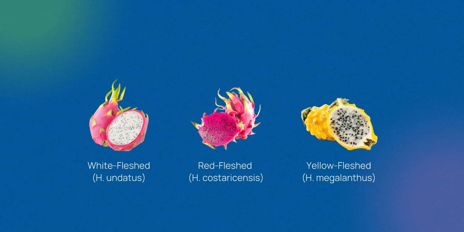 Nutritional Profile and Major Benefits of Dragon Fruit