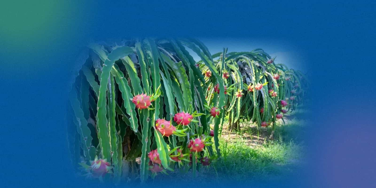 Side Effects of Dragon Fruit: What to Watch Out For