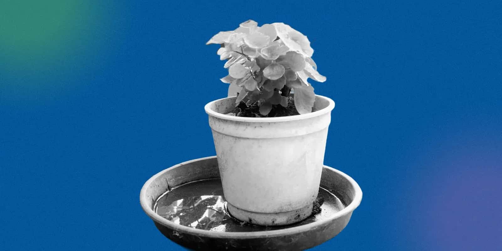 Climate Change and Mosquito Ecology