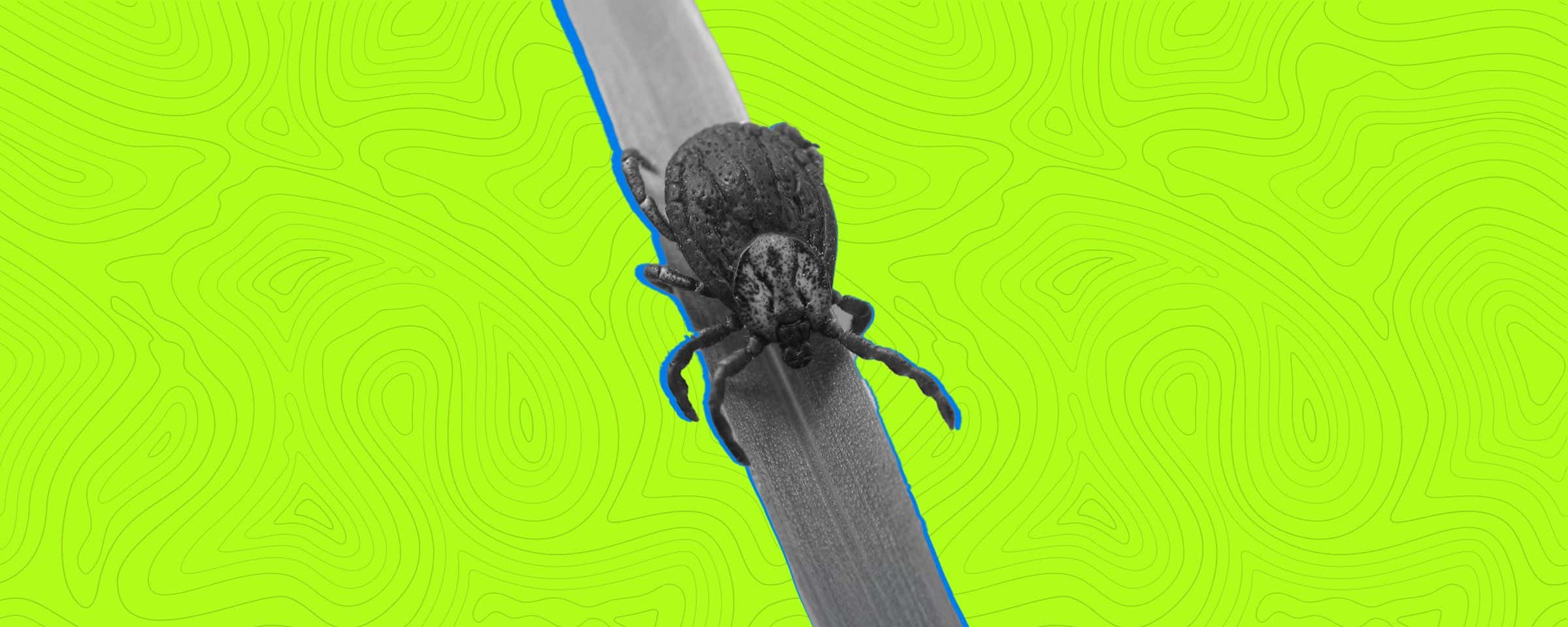 Wetlands Virus: Is It the Next Big Thing After COVID-19?