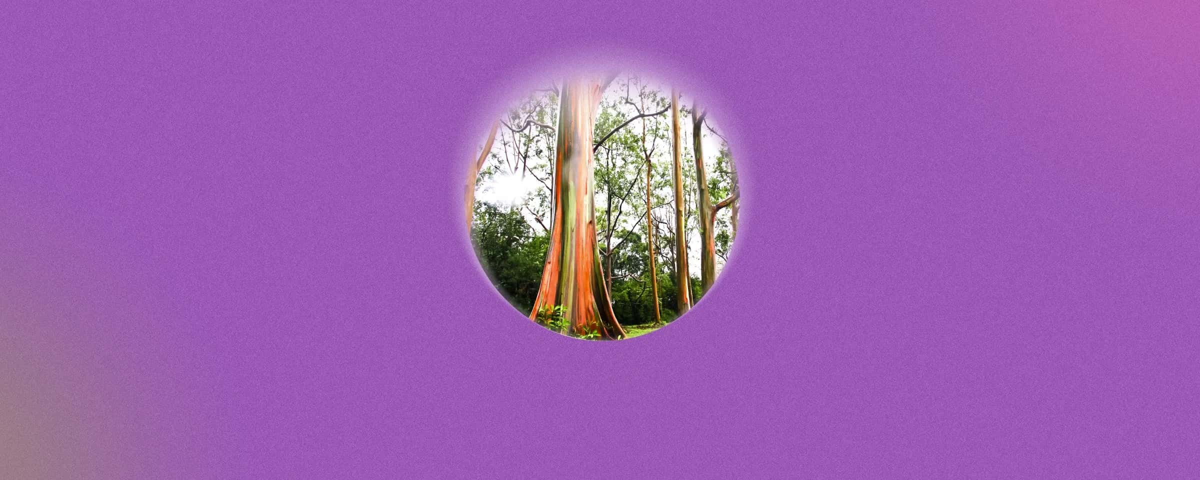 Proven Benefits of Eucalyptus (Nilgiri) Oil for Hair, Skin, and Health