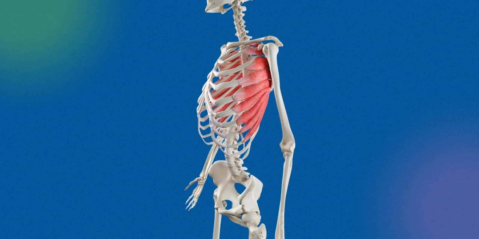 Effective Exercises to Target the Serratus Anterior