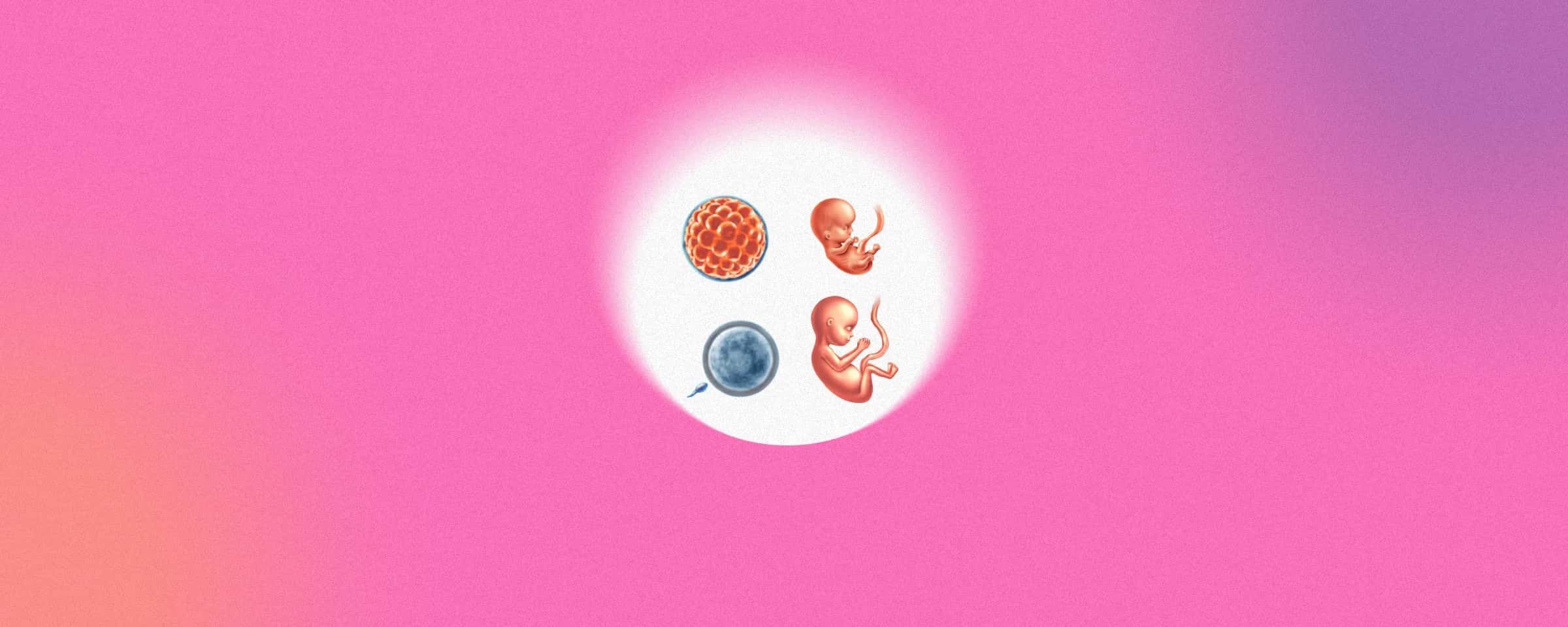 Sperm Morphology: Why It Matters in Male Fertility Testing