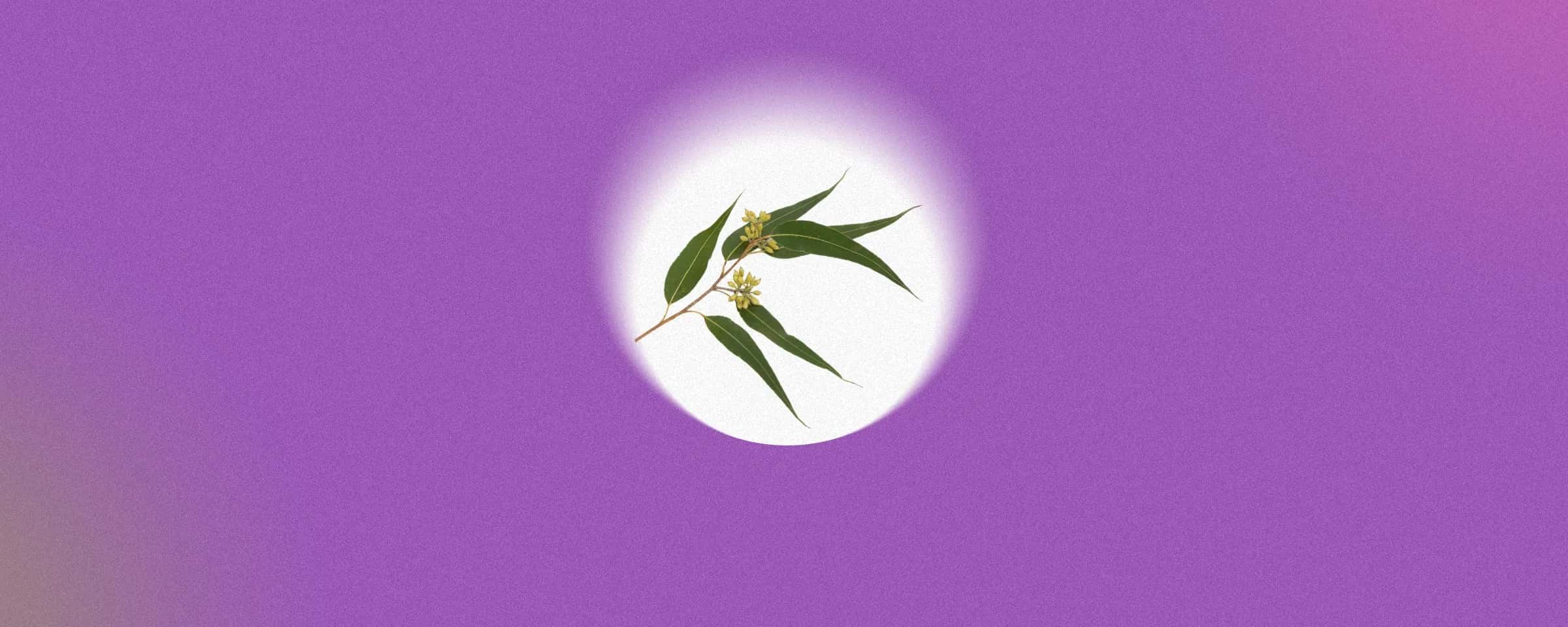 Understanding Salicylic Acid: What It Is and How It Works on Skin