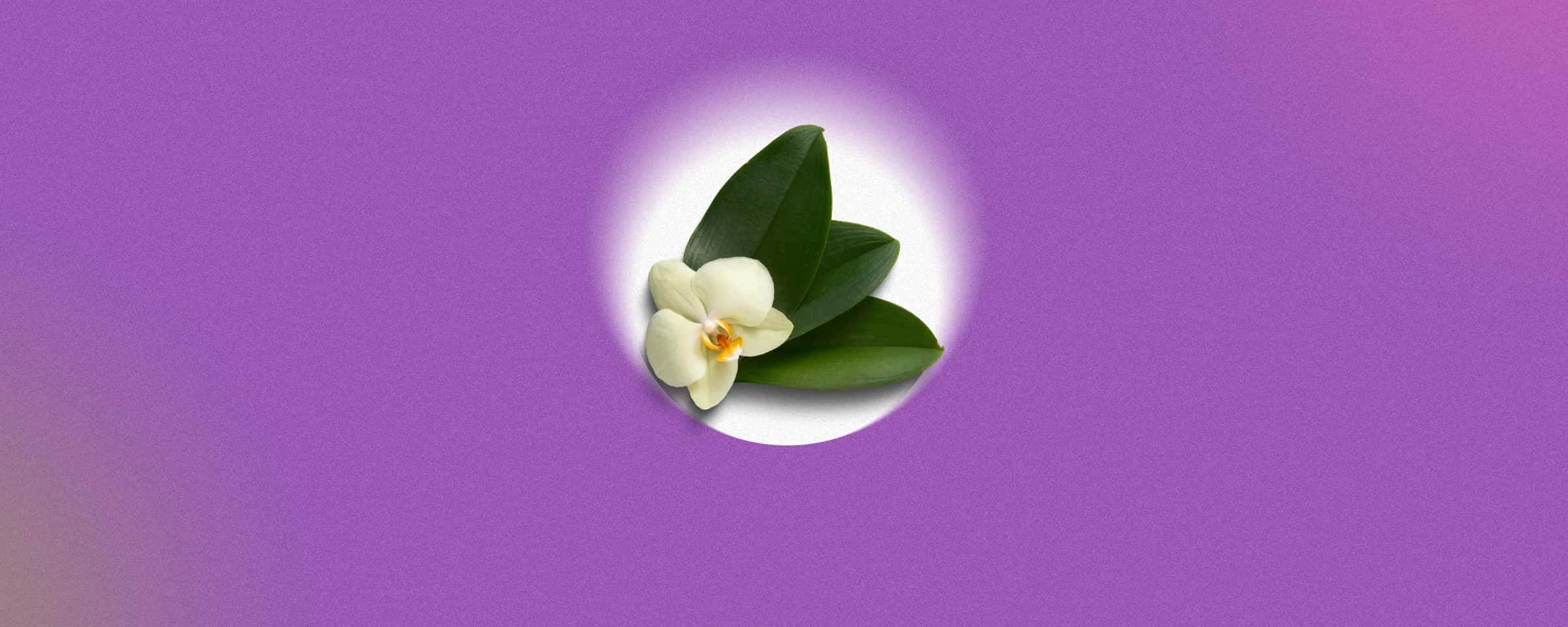 Vanilla Extract vs Vanilla Essence: What's the Real Difference?