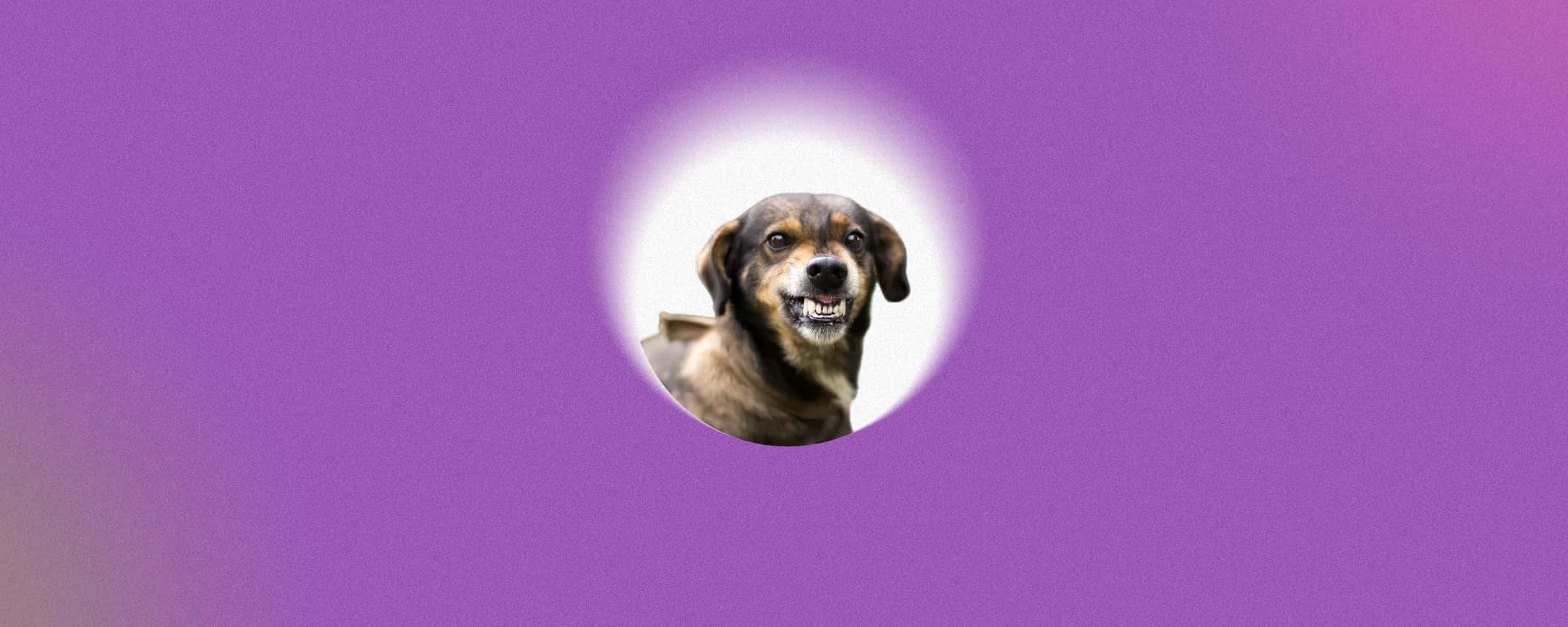 Why Anti-Rabies Vaccination is Important, Whether It’s a Dog Bite or Scratch