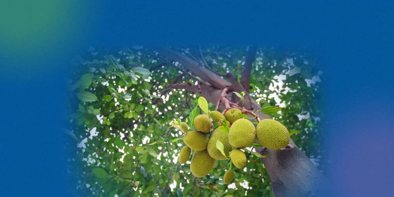 Nutritional Profile of Jackfruit and Its Seeds